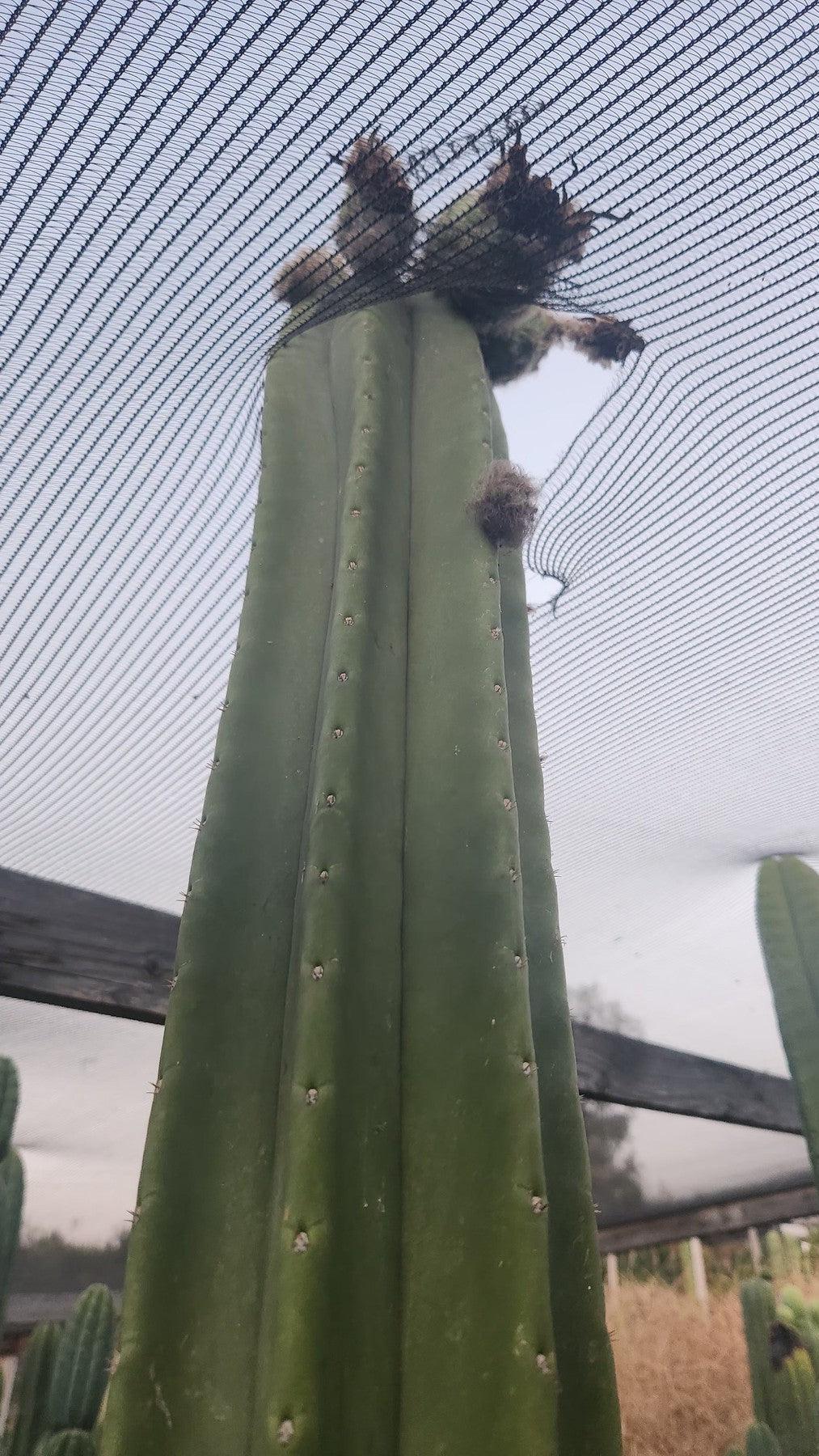 Trichocereus San Pedro Cactus Seeds Pachanoi, Peruvianus, Bridgesii, Scopulicola, Hybrid seed For Sale