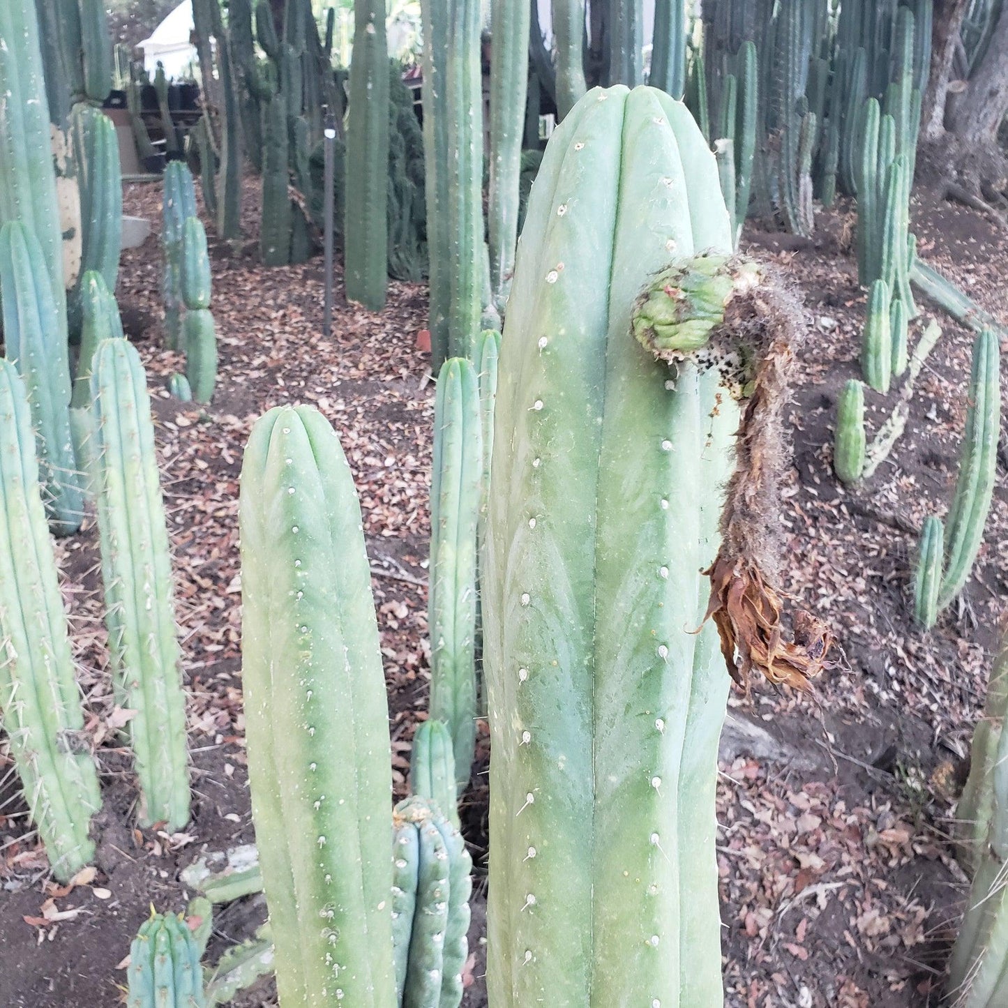 Trichocereus San Pedro Cactus Seeds Pachanoi, Peruvianus, Bridgesii, Scopulicola, Hybrid seed For Sale