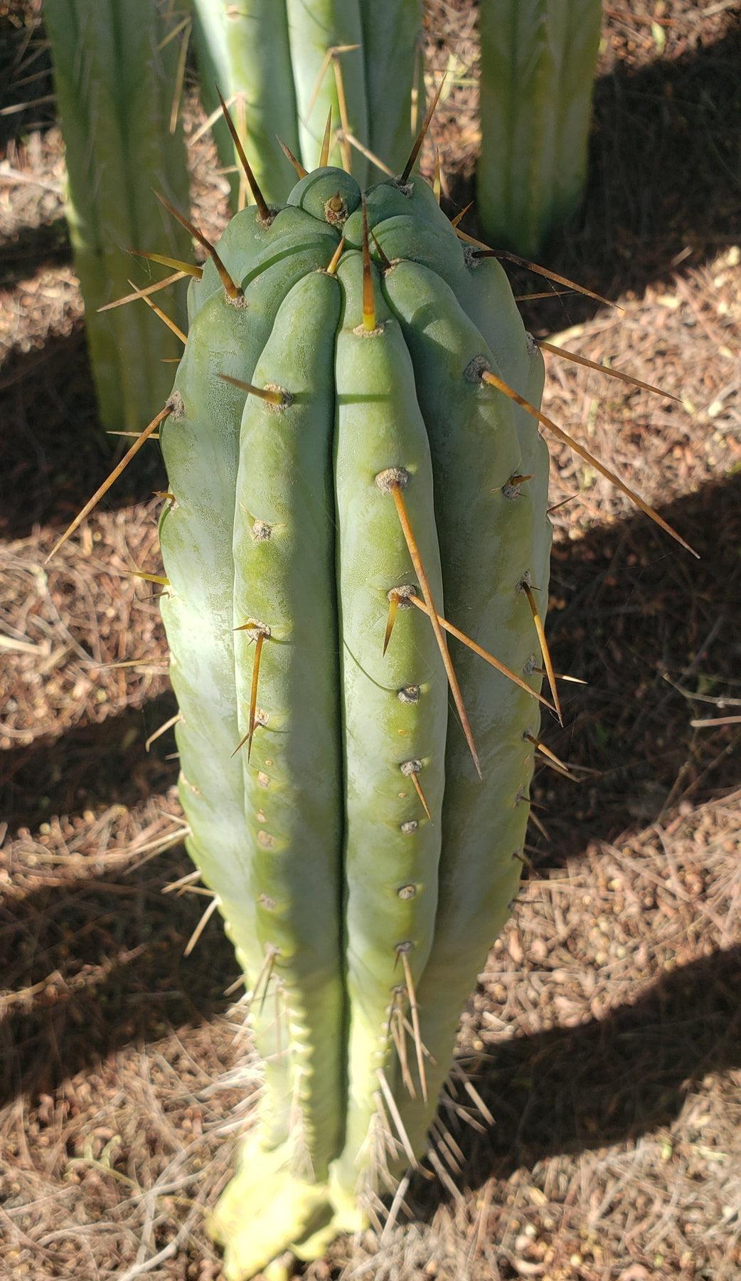 Trichocereus San Pedro Cactus Seeds Pachanoi, Peruvianus, Bridgesii, Scopulicola, Hybrid seed For Sale