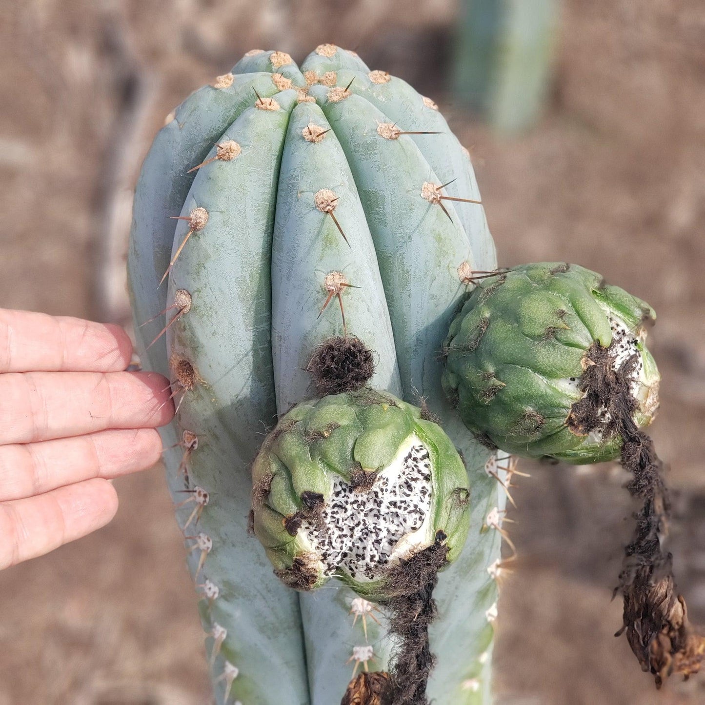Trichocereus San Pedro Cactus Seeds Pachanoi, Peruvianus, Bridgesii, Scopulicola, Hybrid seed For Sale