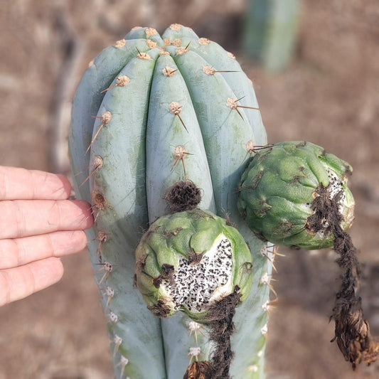 Trichocereus San Pedro Cactus Seeds Pachanoi, Peruvianus, Bridgesii, Scopulicola, Hybrid seed For Sale