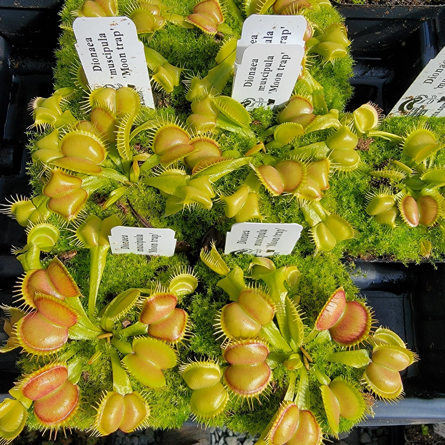 Venus flytrap (Dionaea muscipula) 'Moon Trap'