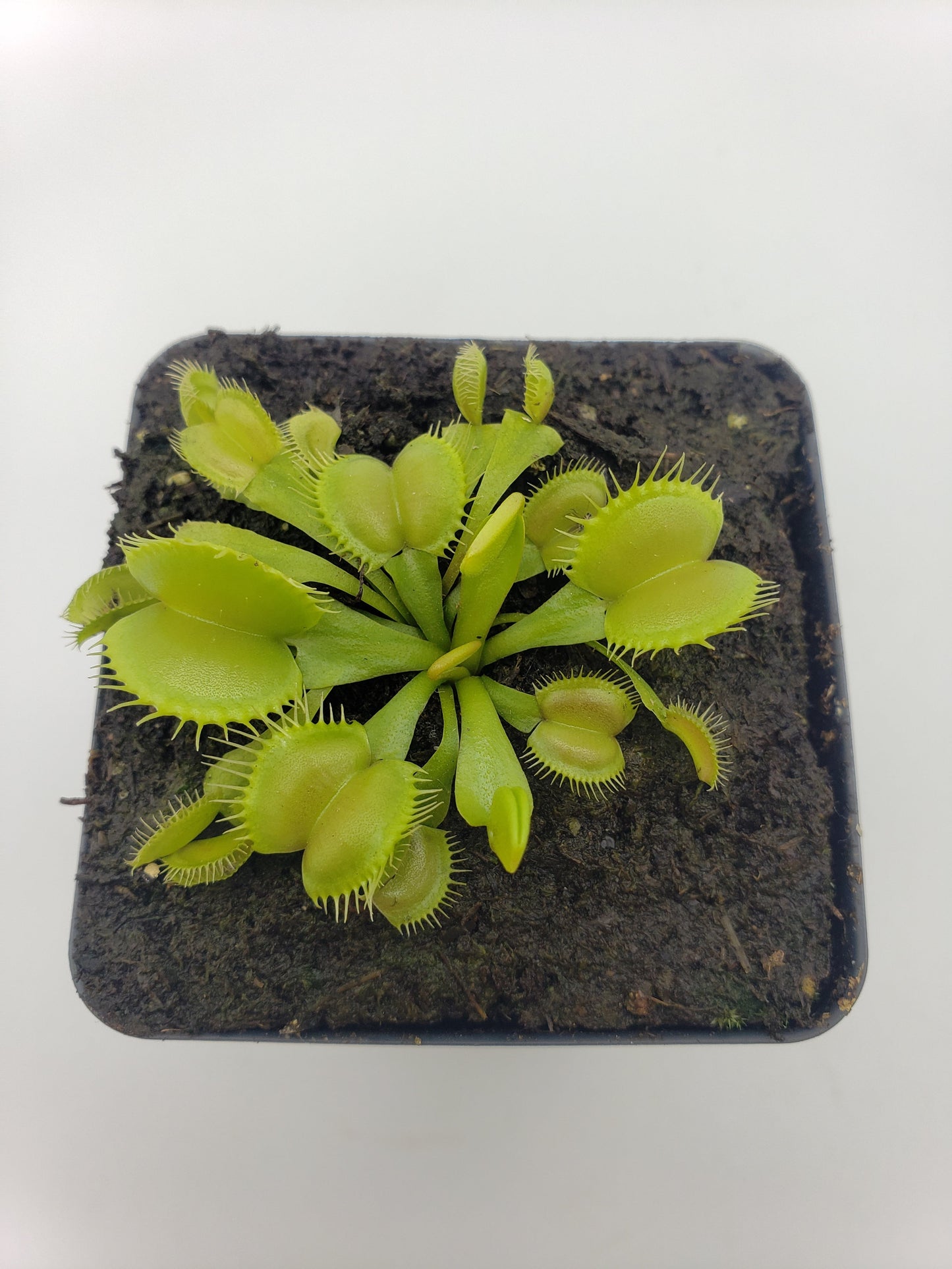 Venus flytrap (Dionaea muscipula) 'Moon Trap'