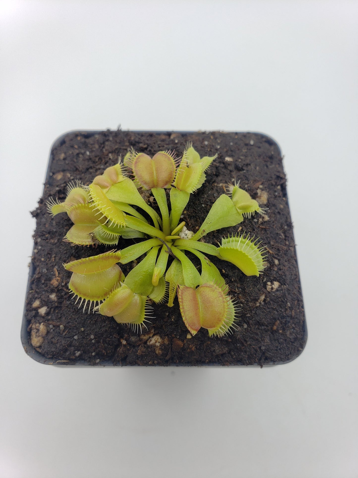 Venus flytrap (Dionaea muscipula) 'Moon Trap'