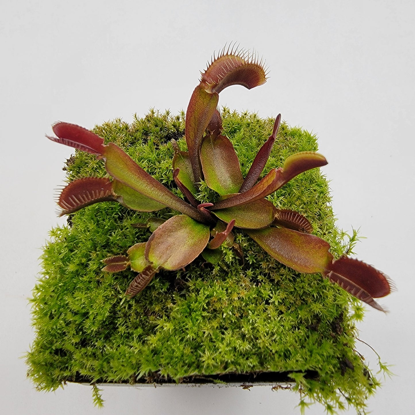 Venus flytrap (Dionaea muscipula) 'Red Fused Petiole'