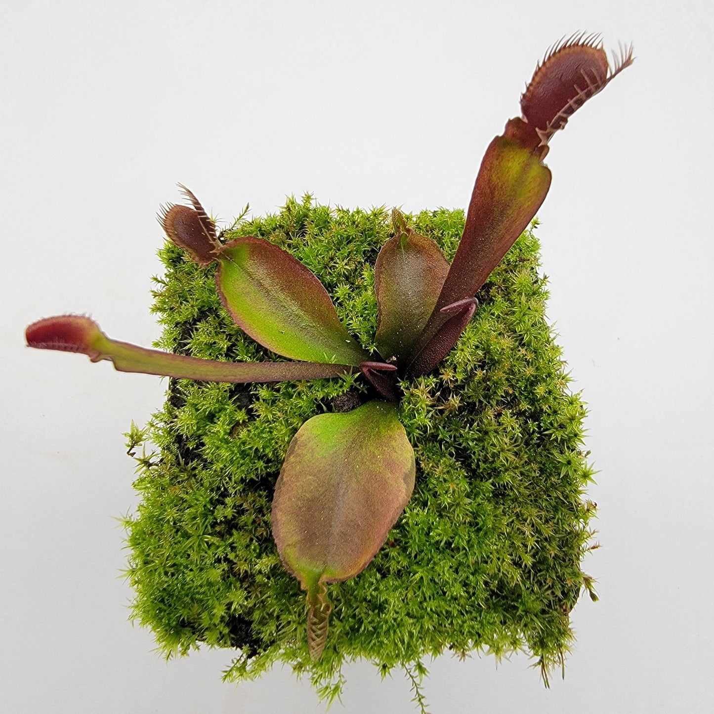Venus flytrap (Dionaea muscipula) 'Red Fused Petiole'