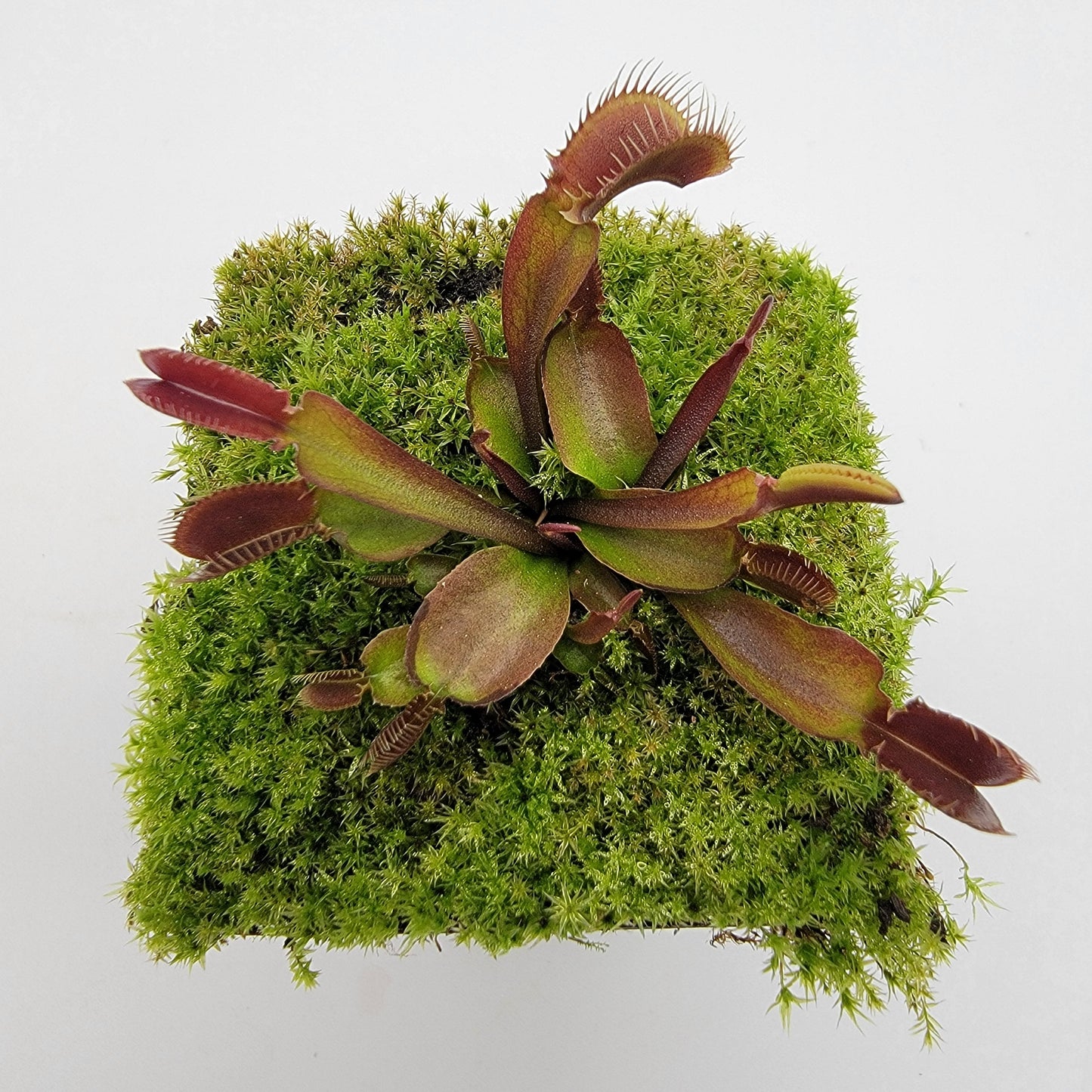 Venus flytrap (Dionaea muscipula) 'Red Fused Petiole'