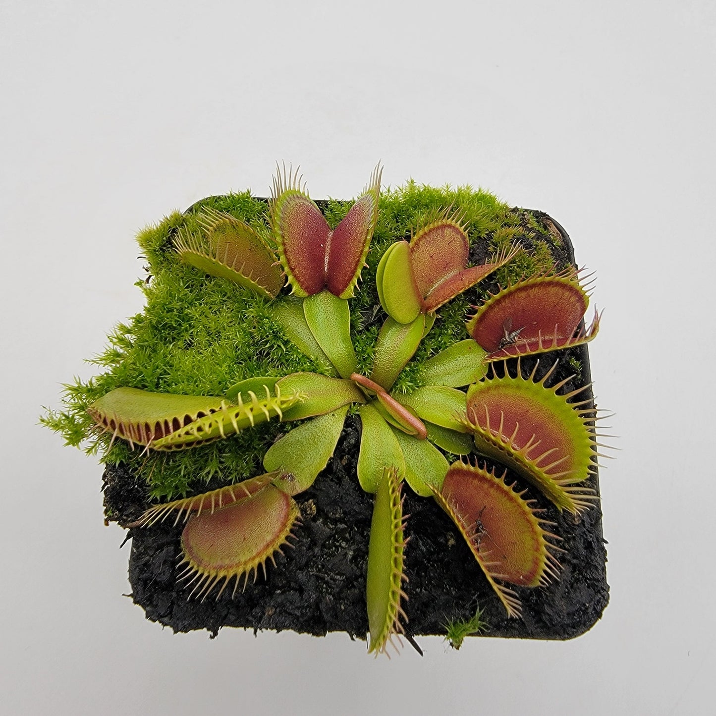 Venus flytrap (Dionaea muscipula) 'South West Giant'