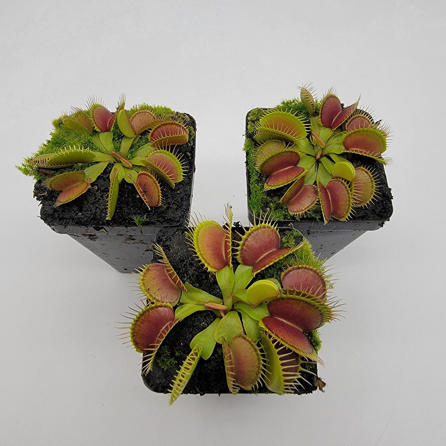 Venus flytrap (Dionaea muscipula) 'South West Giant'