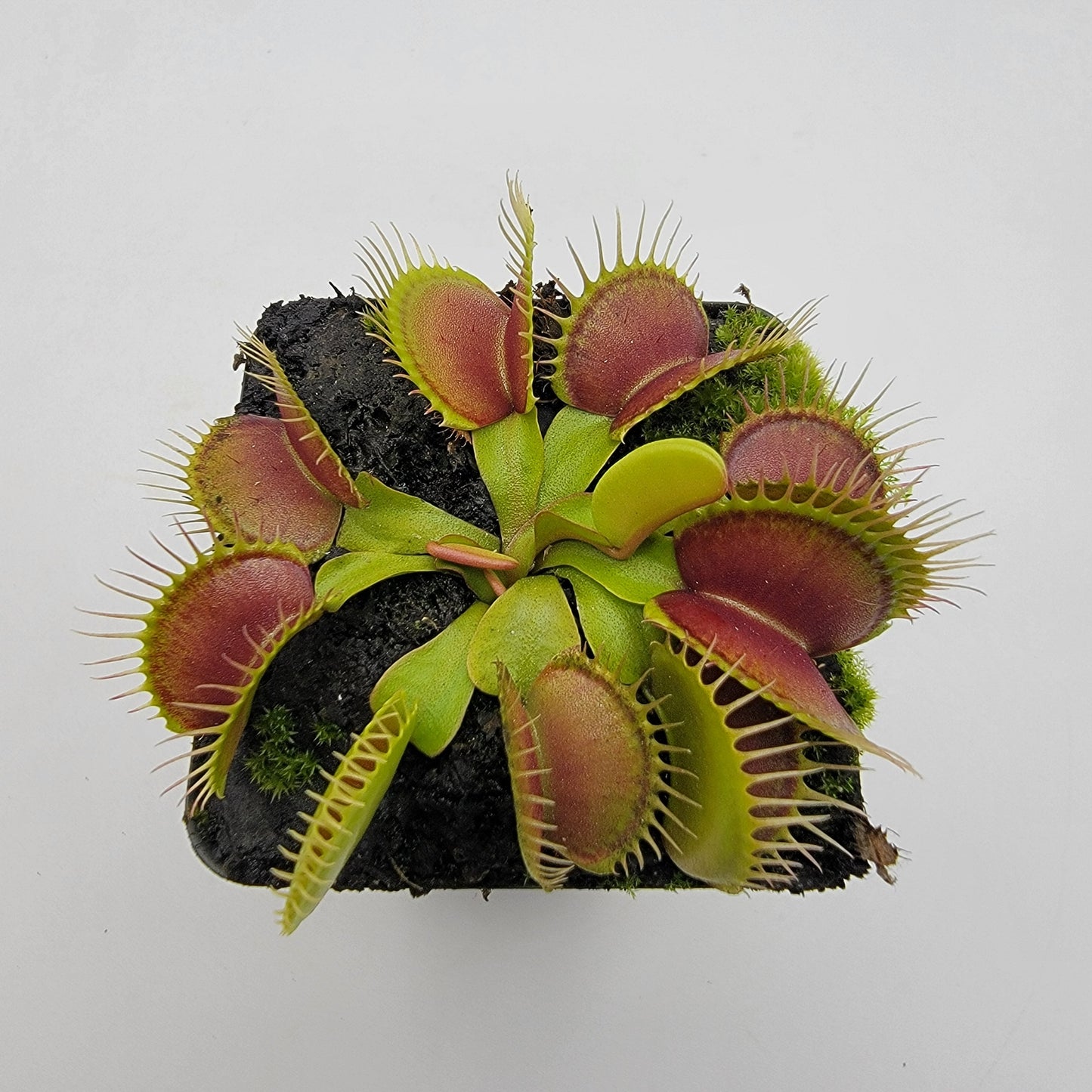 Venus flytrap (Dionaea muscipula) 'South West Giant'