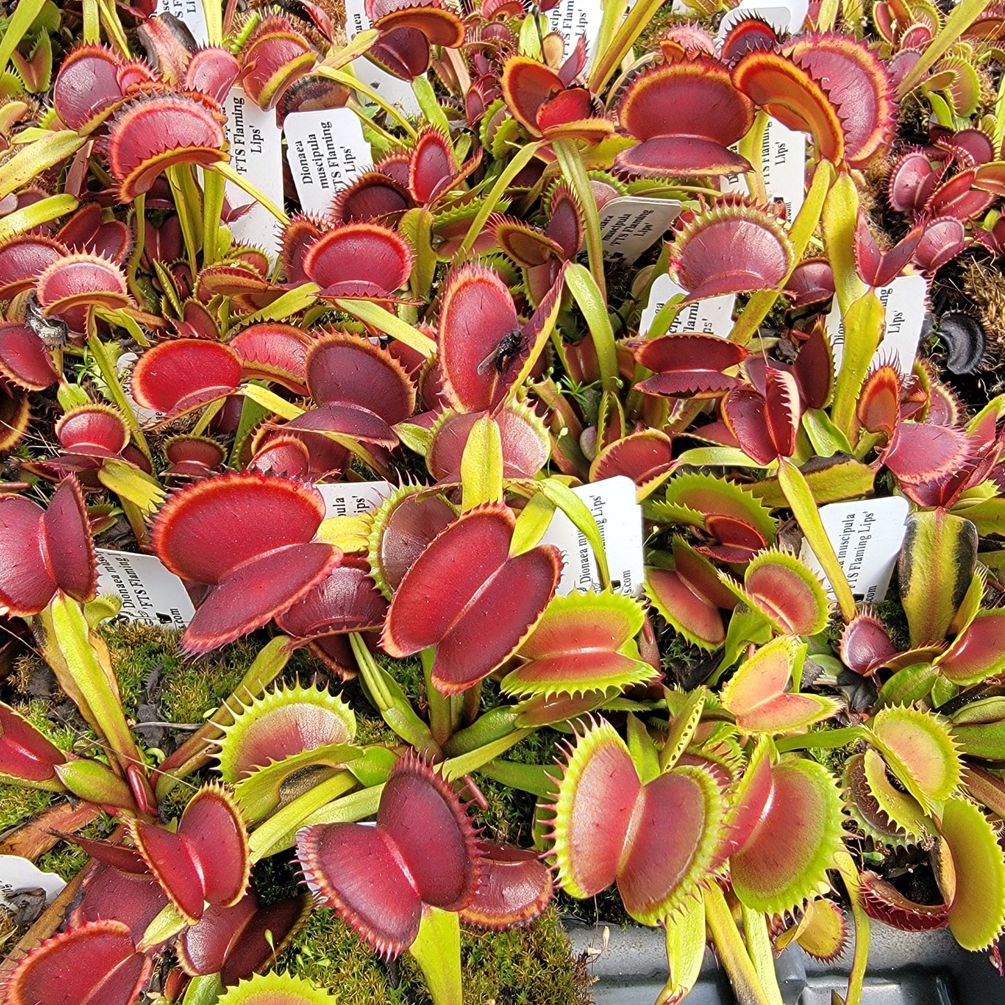 Venus flytrap (Dionaea muscipula) 'FTS Flaming Lips'