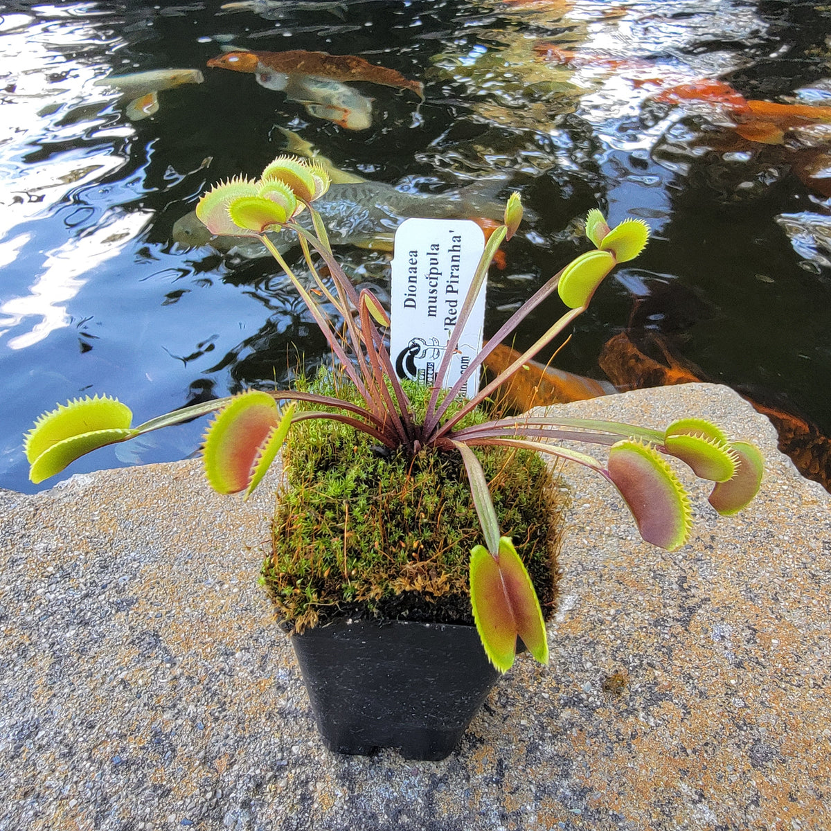 Dionaea muscipula 'Red Piranha'