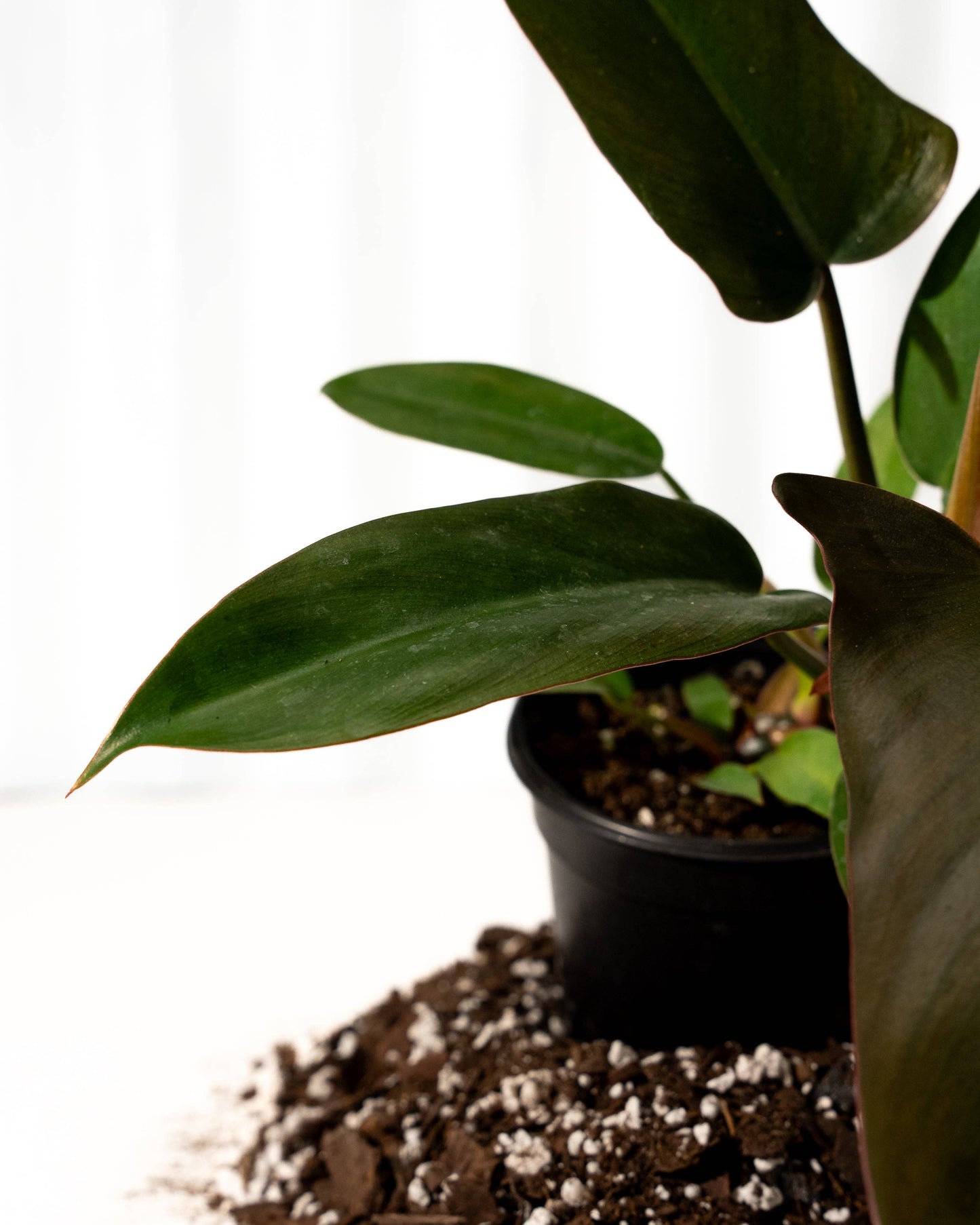 Philodendron 'Florida Bronze'
