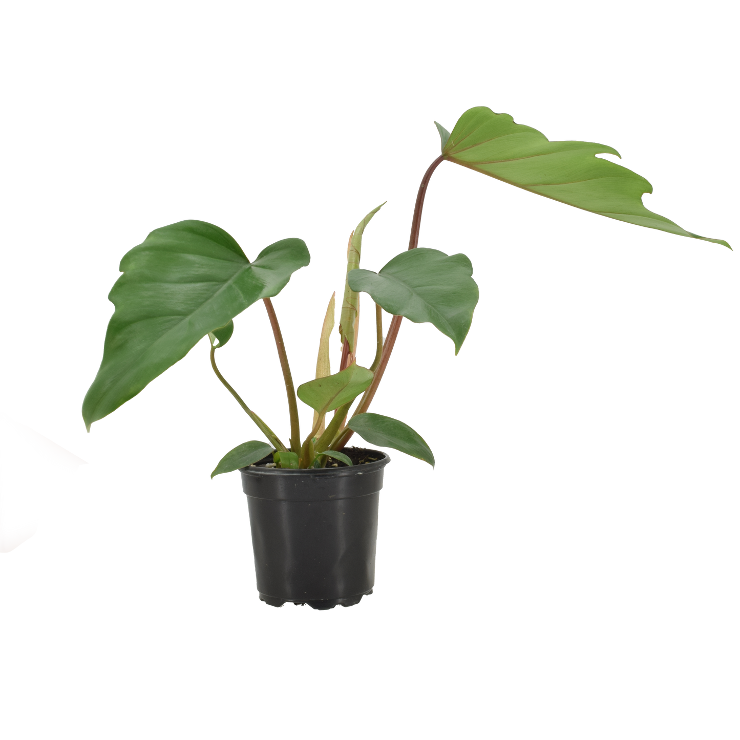 Philodendron Mayoi Hybrid