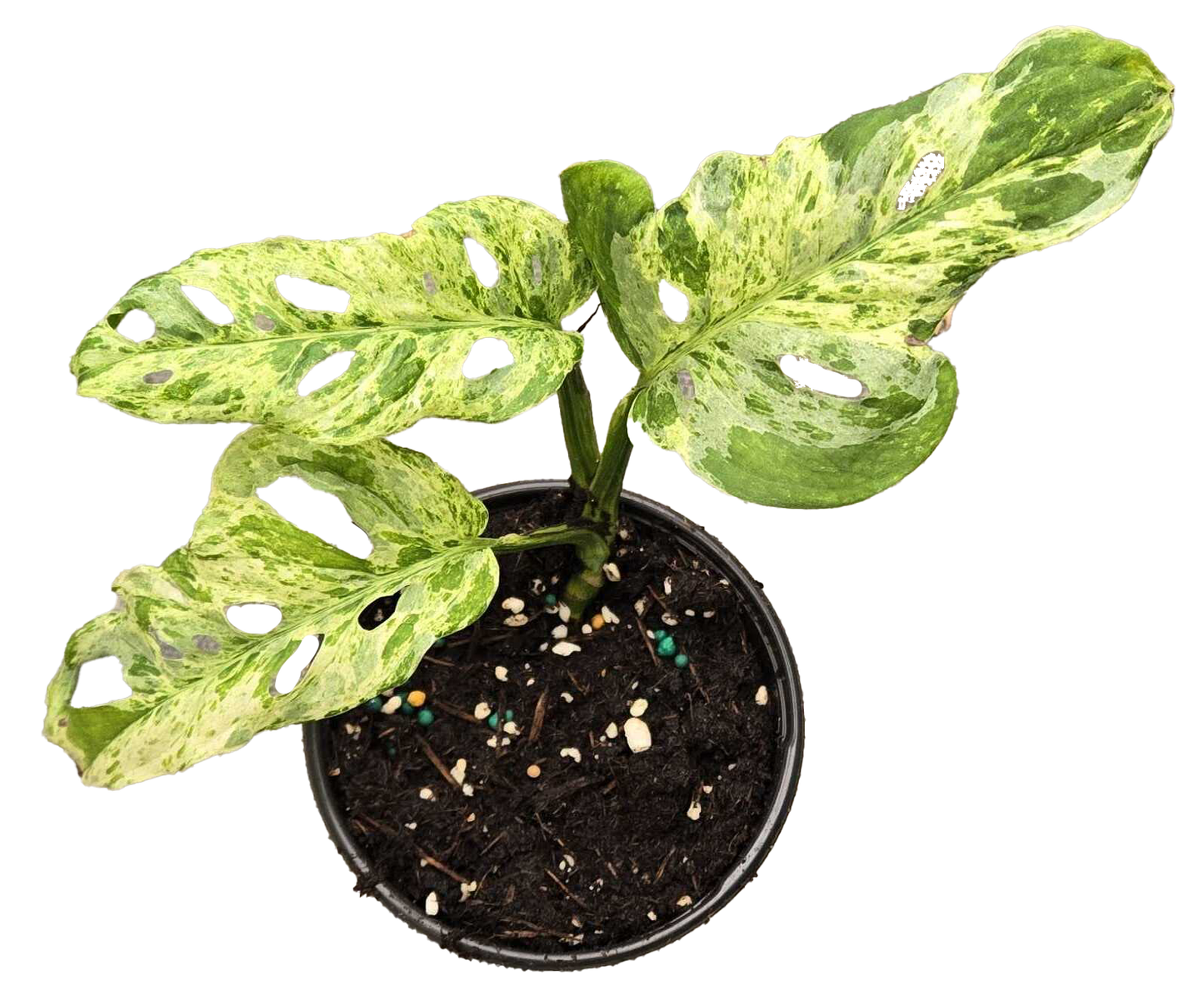 Monstera Adansonii Mottled