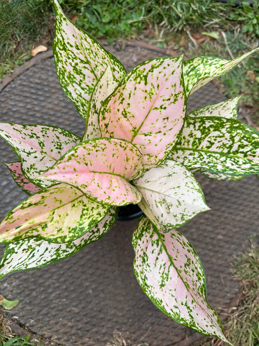 Aglaonema Etta Rose 6-inch pot full plant with pink white and green variegated foliage