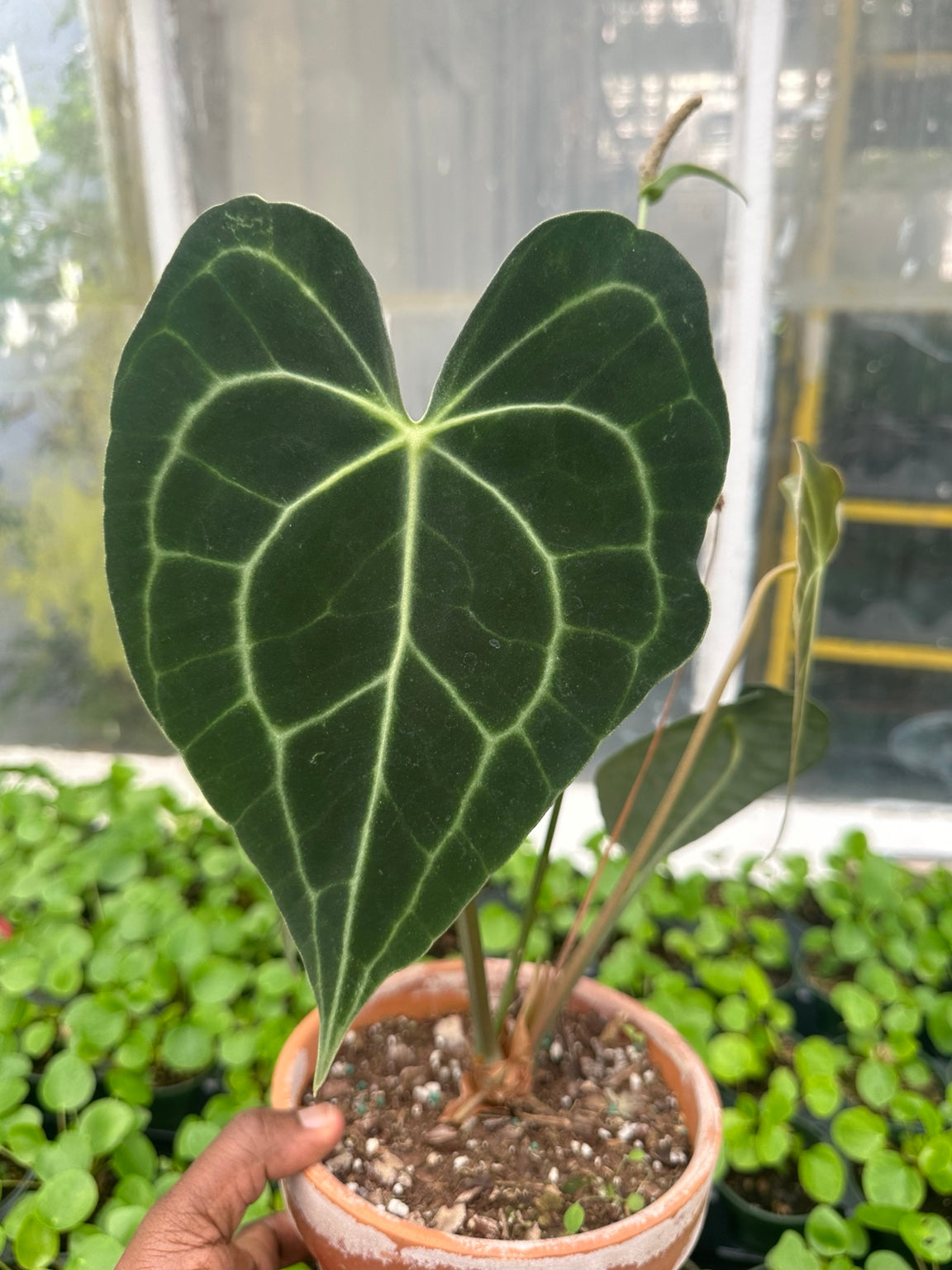 Anthurium Velvet Hybrid NoID EC-01 exact plant front view