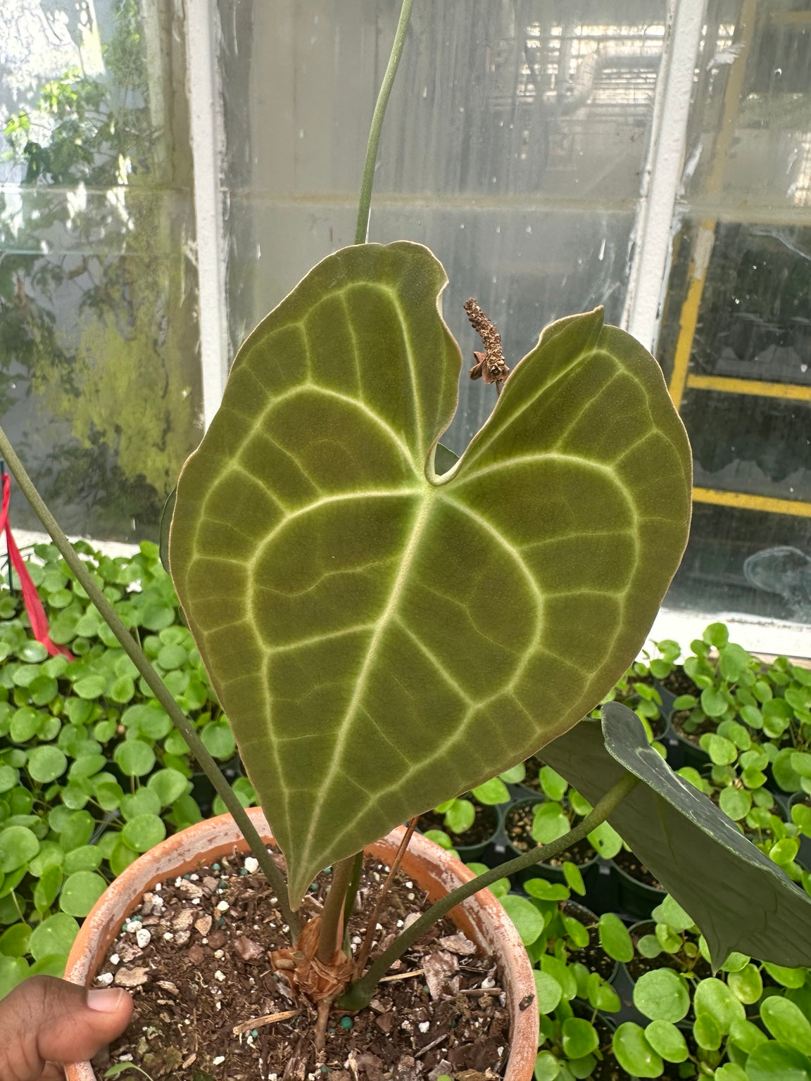 Anthurium Velvet Hybrid NoID EC-01 mature leaf view