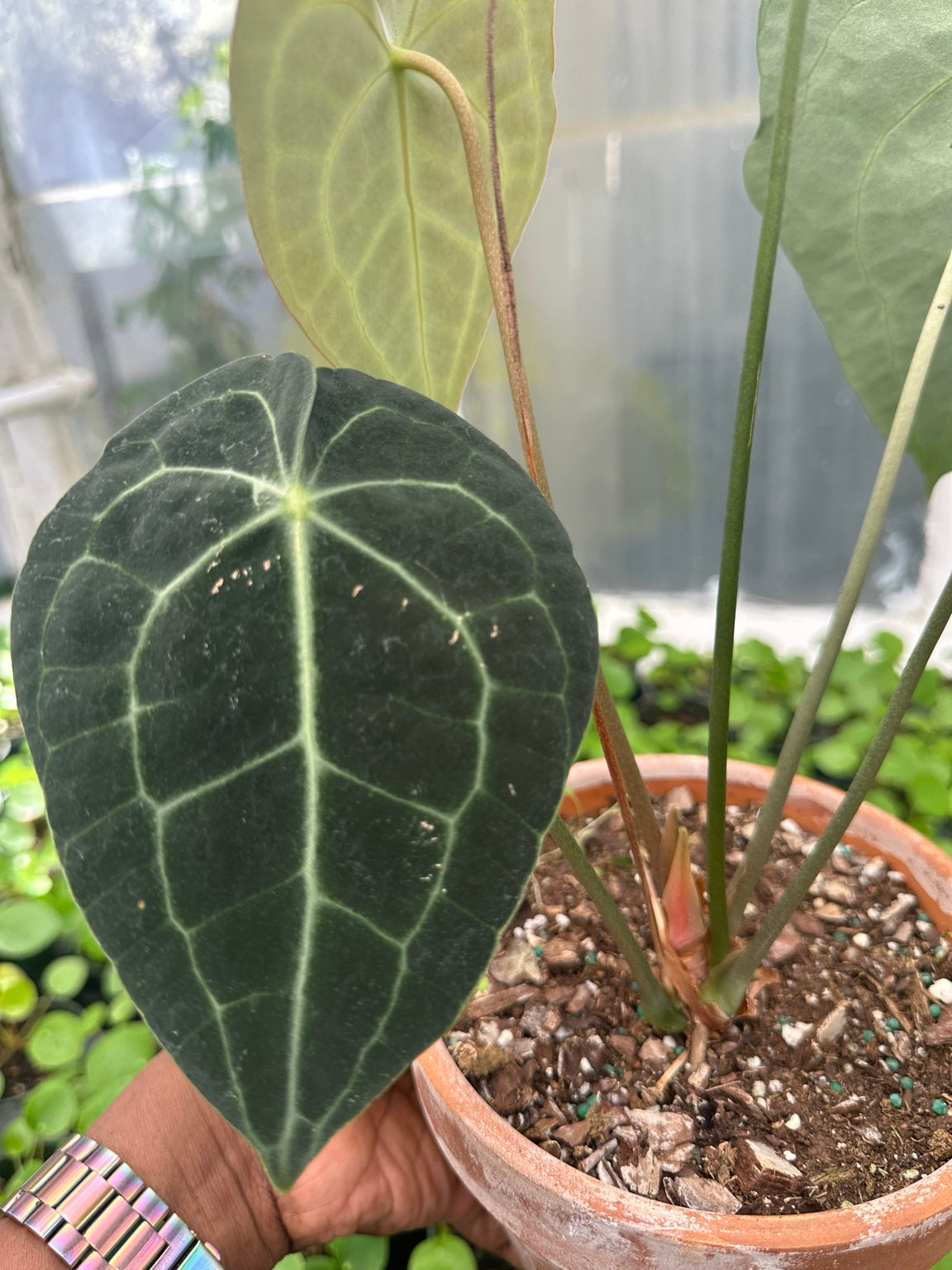 Anthurium Velvet Hybrid NoID EC-01 leaf detail and emerging growth