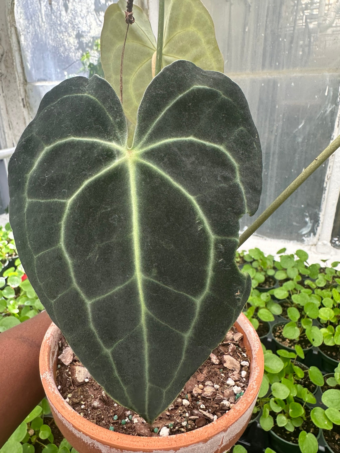 Anthurium Velvet Hybrid NoID EC-01 dark velvet foliage