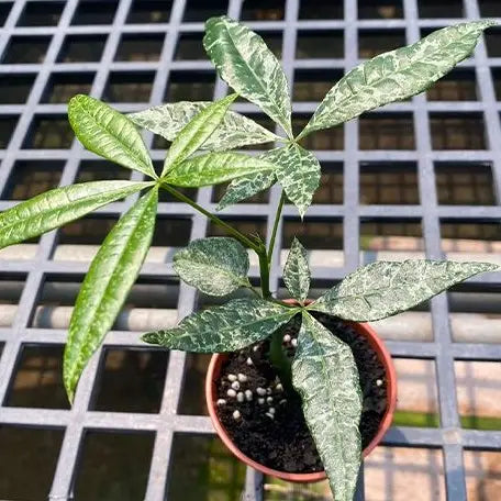 Pachira Glabra 'milky Way' Variegated