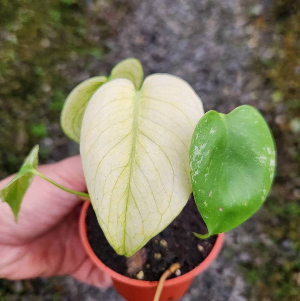 Monstera deliciosa “White Monster” variegated