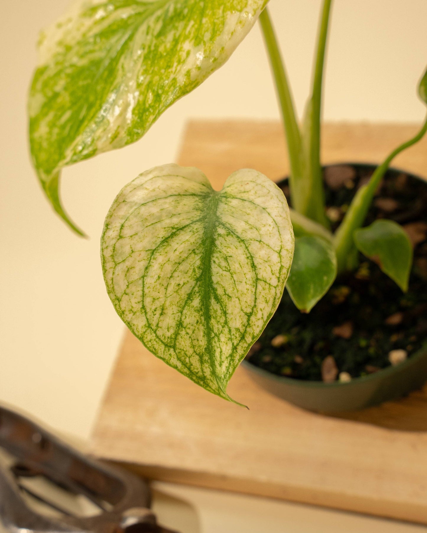 Monstera 'Mint'