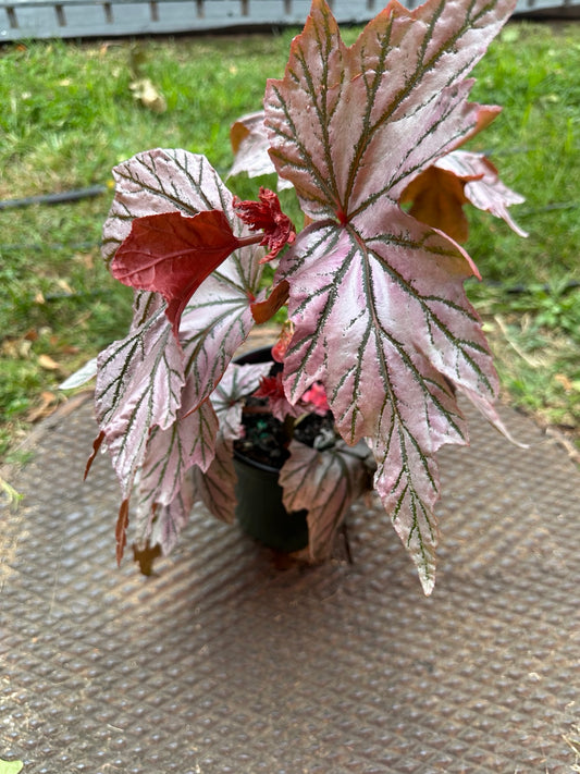 Begonia Lamoon 6-inch pot full plant with luminous pink silver foliage