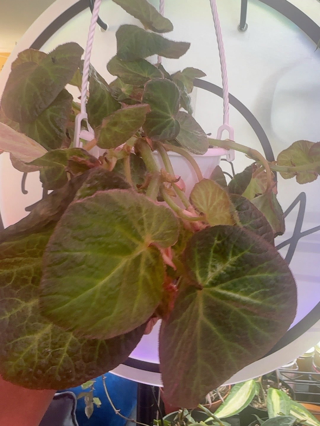 Begonia Manaus in a 4.5 inch hanging basket showing mature textured green foliage