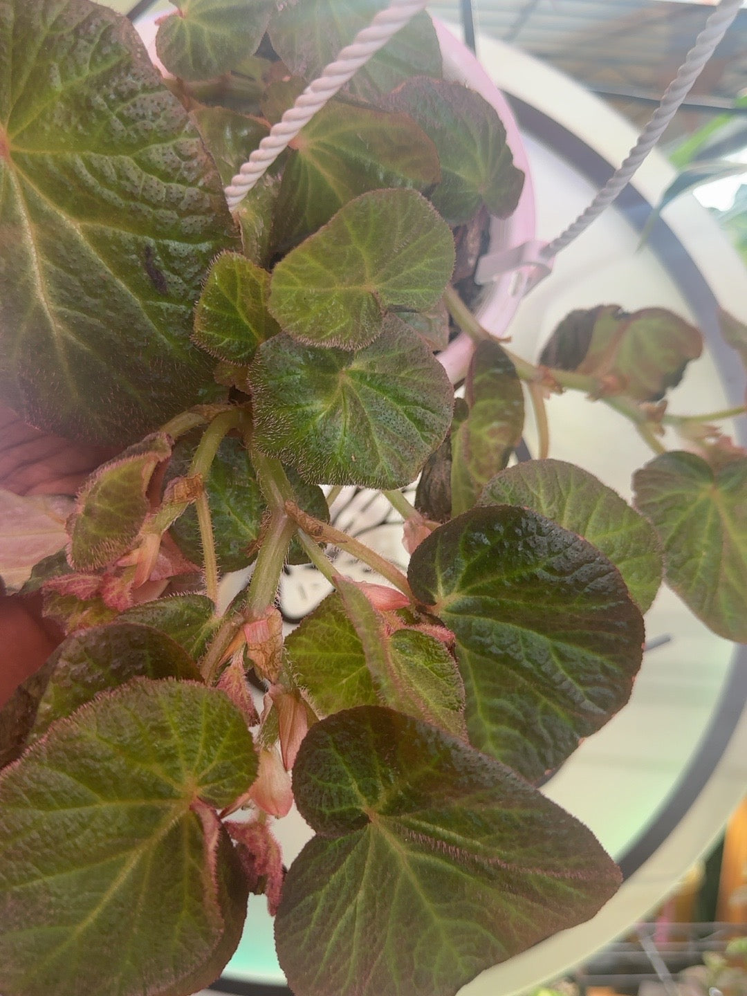 Close view of Begonia Manaus leaves showing velvety texture and contrasting green veining
