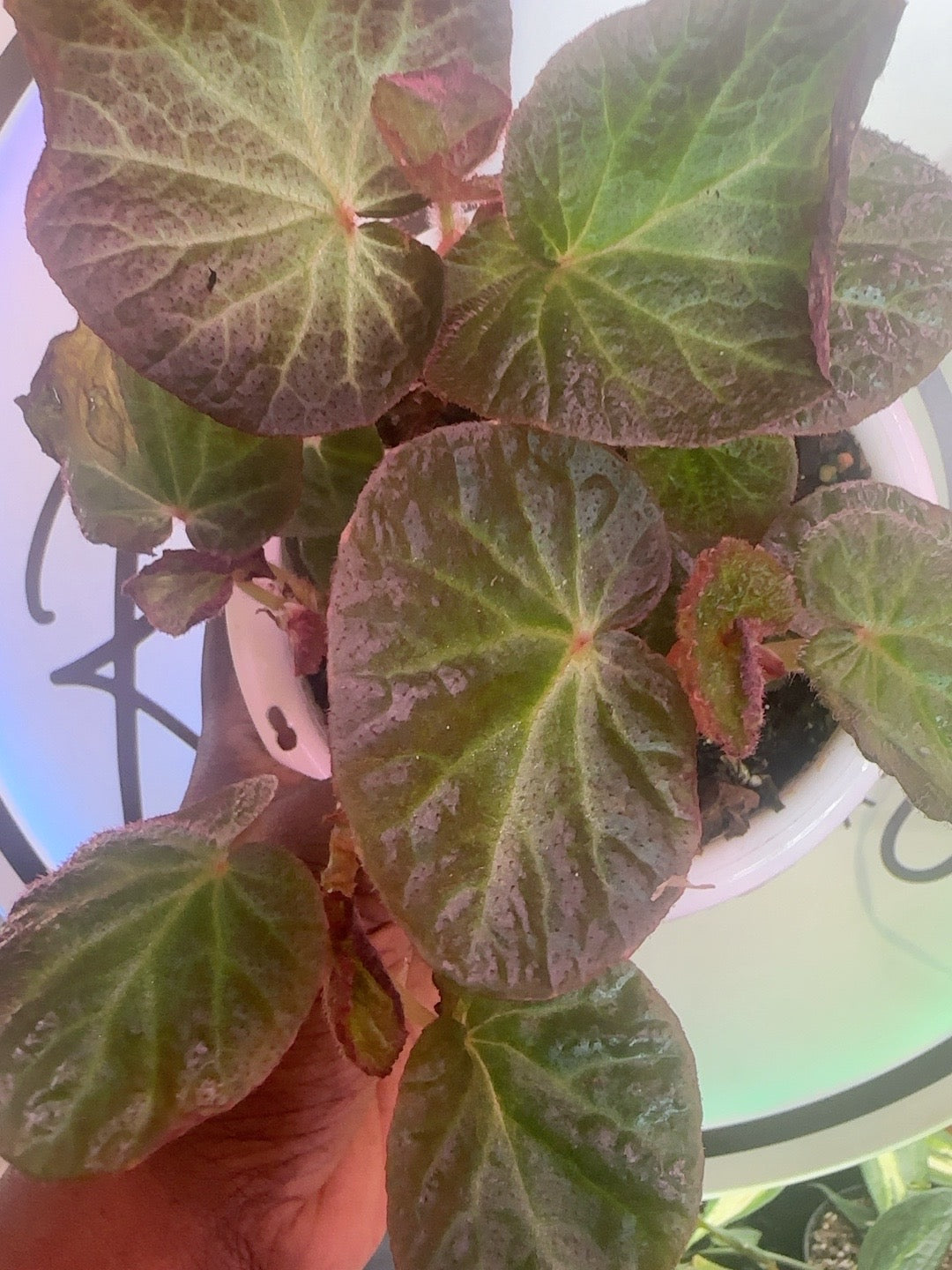 Begonia Manaus hanging basket photographed from above with textured dark green leaves