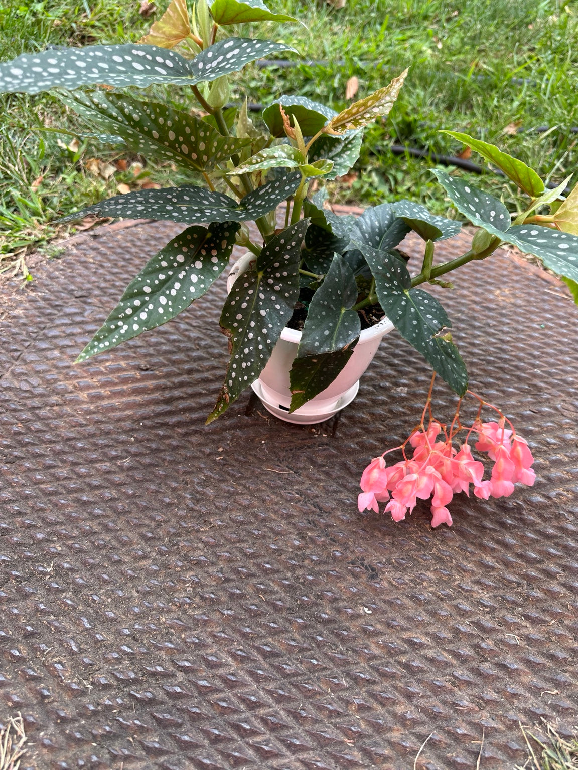 Begonia White Ice coral-pink flower cluster beneath silver-spotted leaves