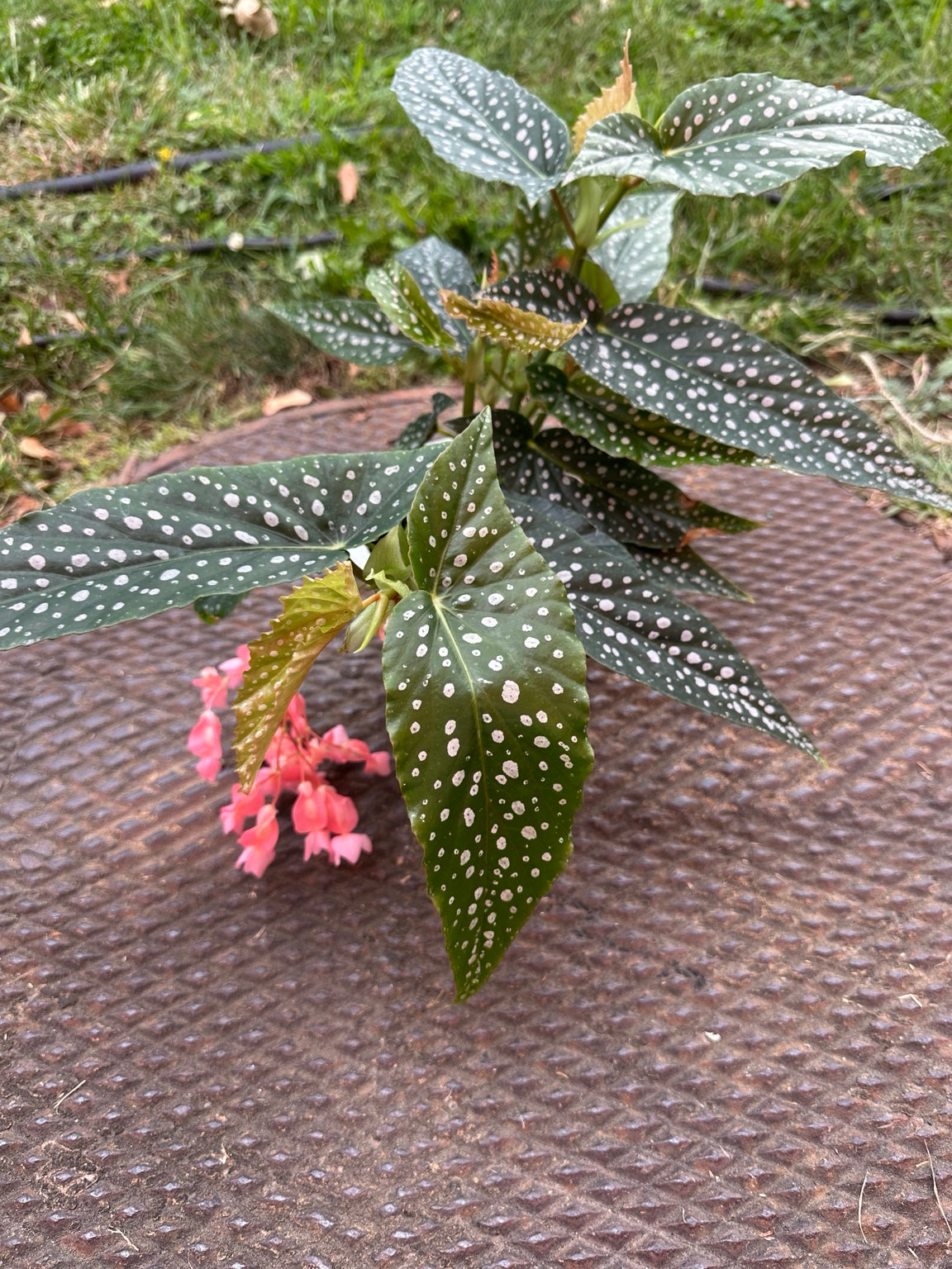 Begonia White Ice silver-spotted dark green foliage viewed from above