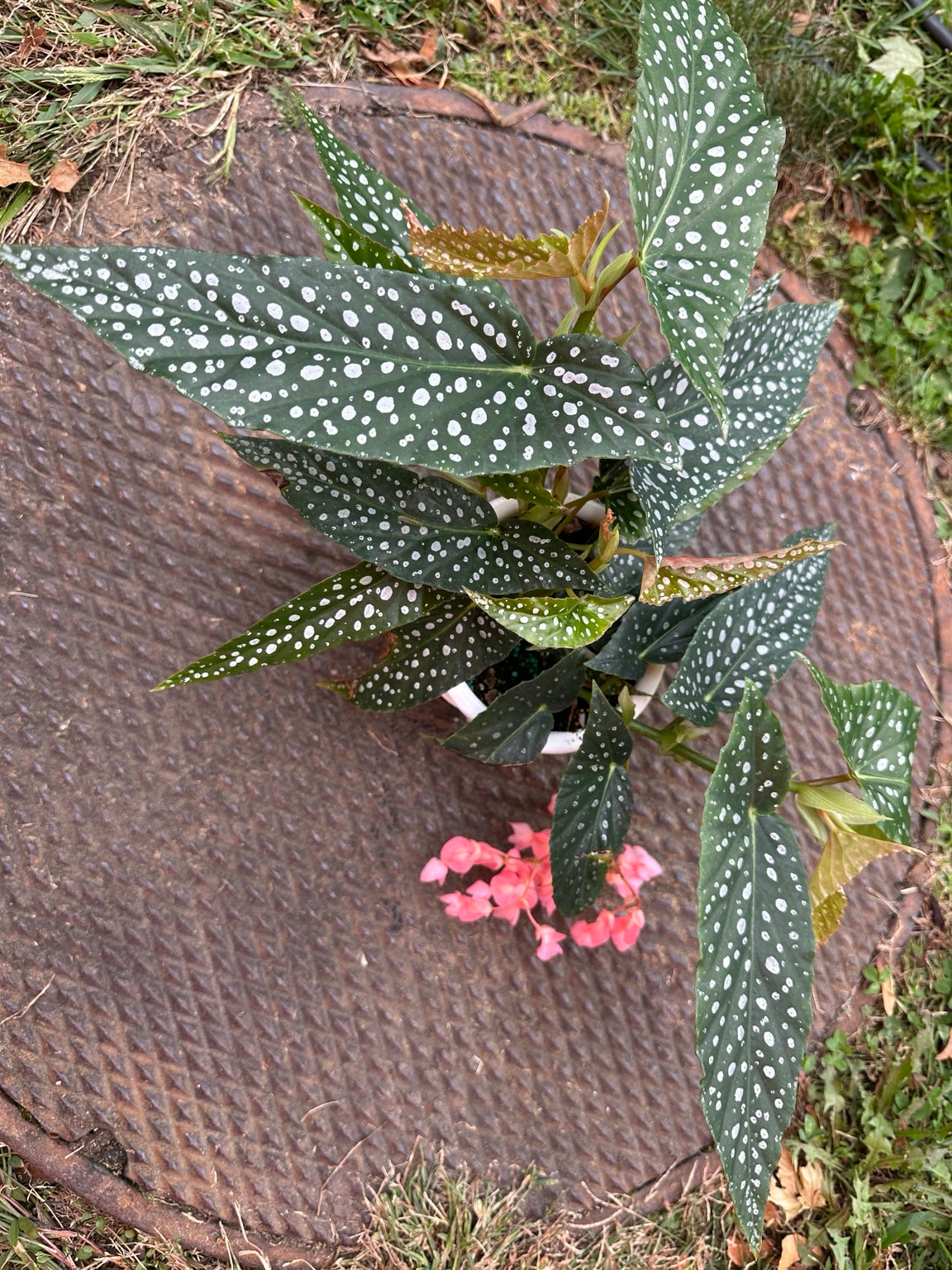 Begonia White Ice foliage close-up showing silver spotting and fresh bronze-green growth