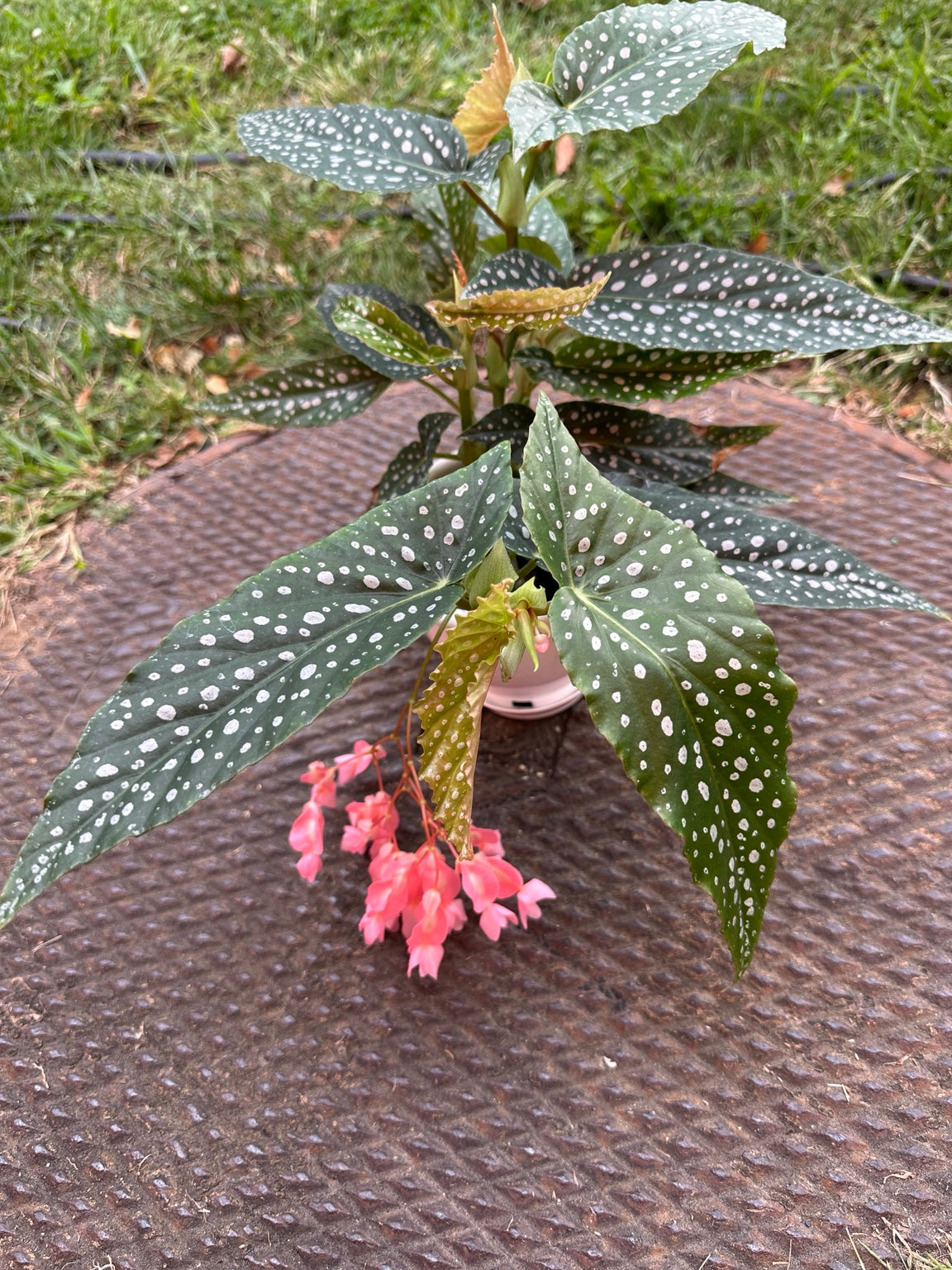 Begonia White Ice 4.5-inch hanging basket full plant with dark green silver-spotted leaves and coral-pink flowers