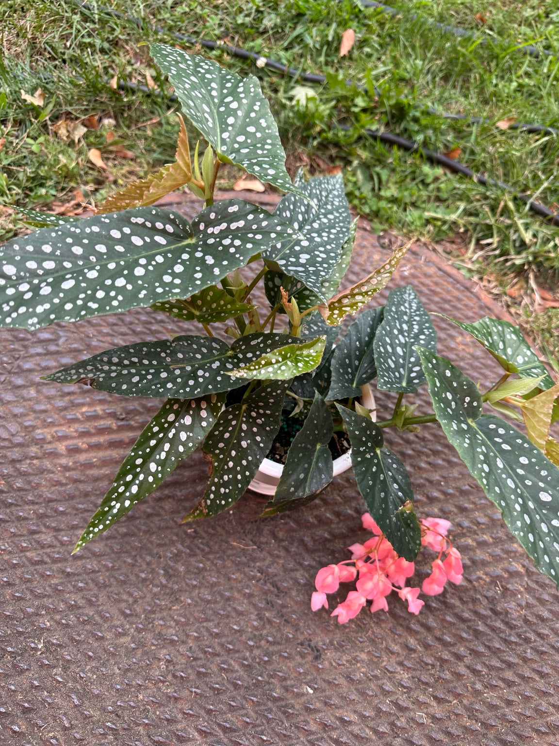 Begonia White Ice upright cane begonia with silver-spotted leaves and hanging pink flower cluster