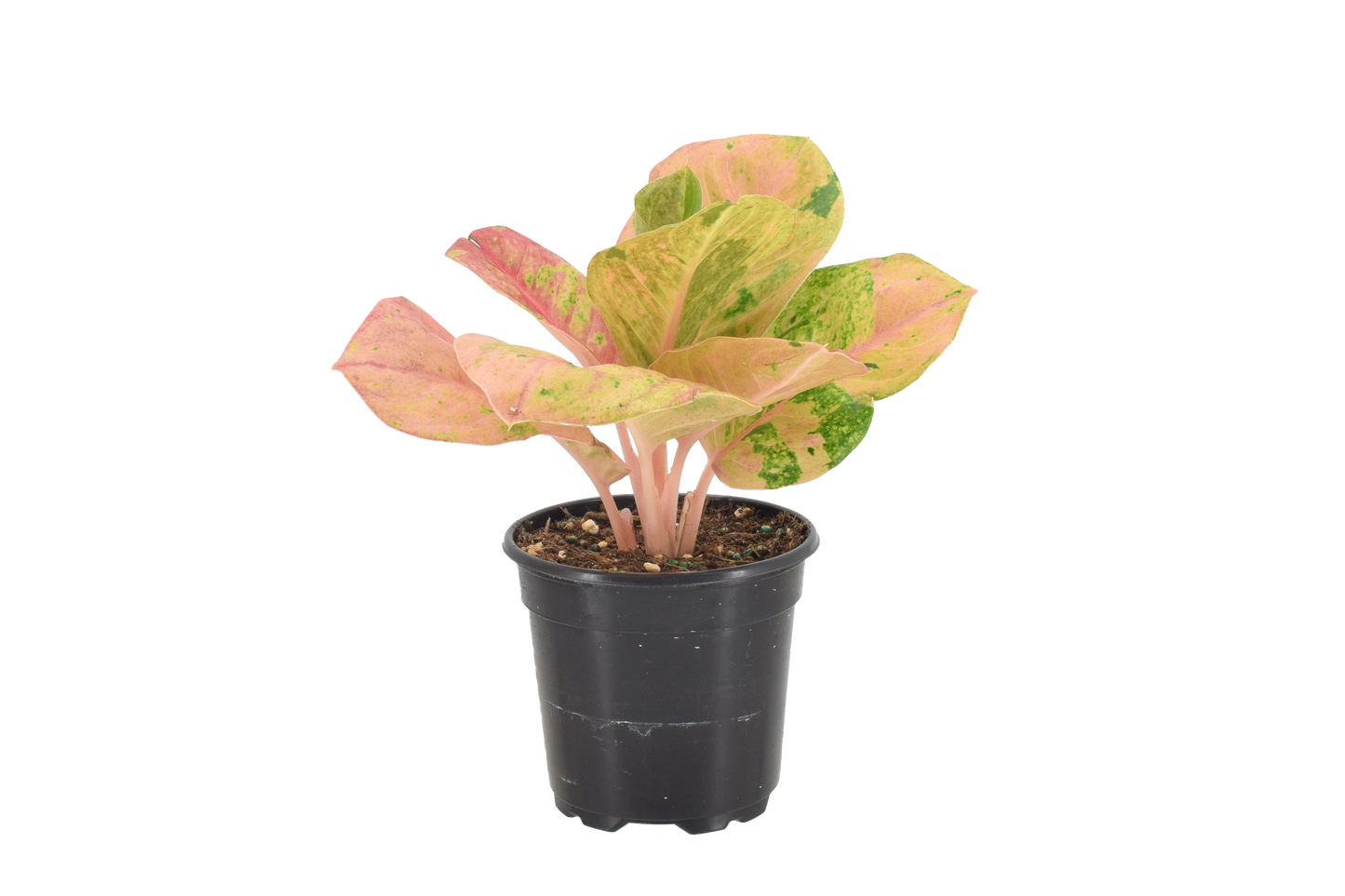 Aglaonema Pink Emerald