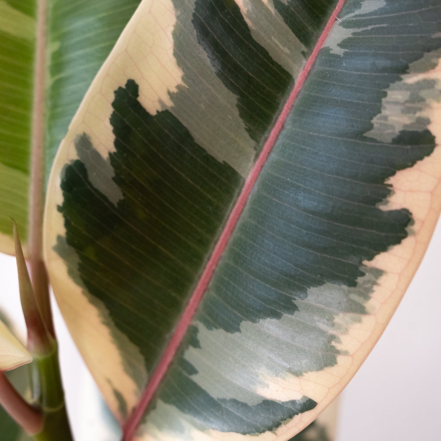 Chroma® Tineke