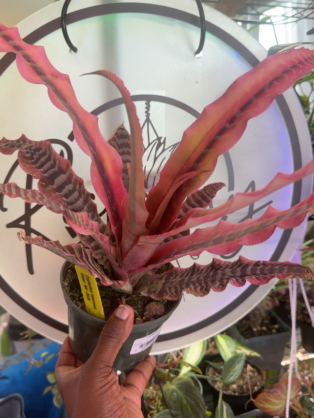 Cryptanthus fosterianus Elaine Earth Star bromeliad in a 5 inch pot with vivid pink and banded foliage