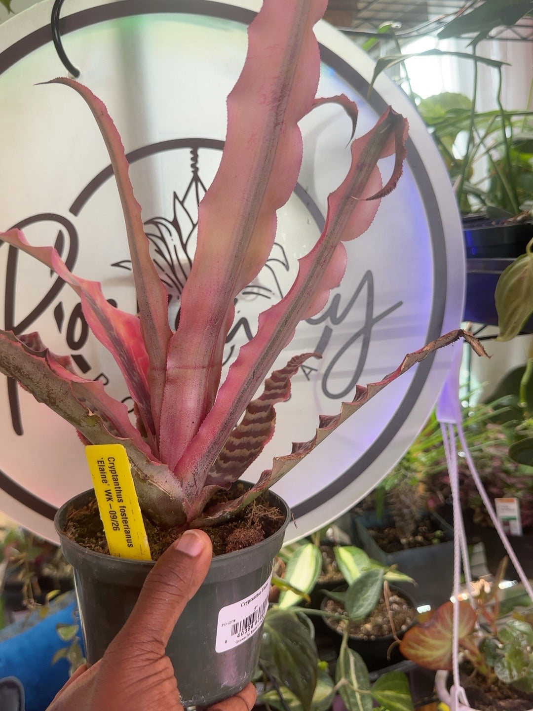 Side view of Cryptanthus fosterianus Elaine showing long pink serrated leaves and zebra banding