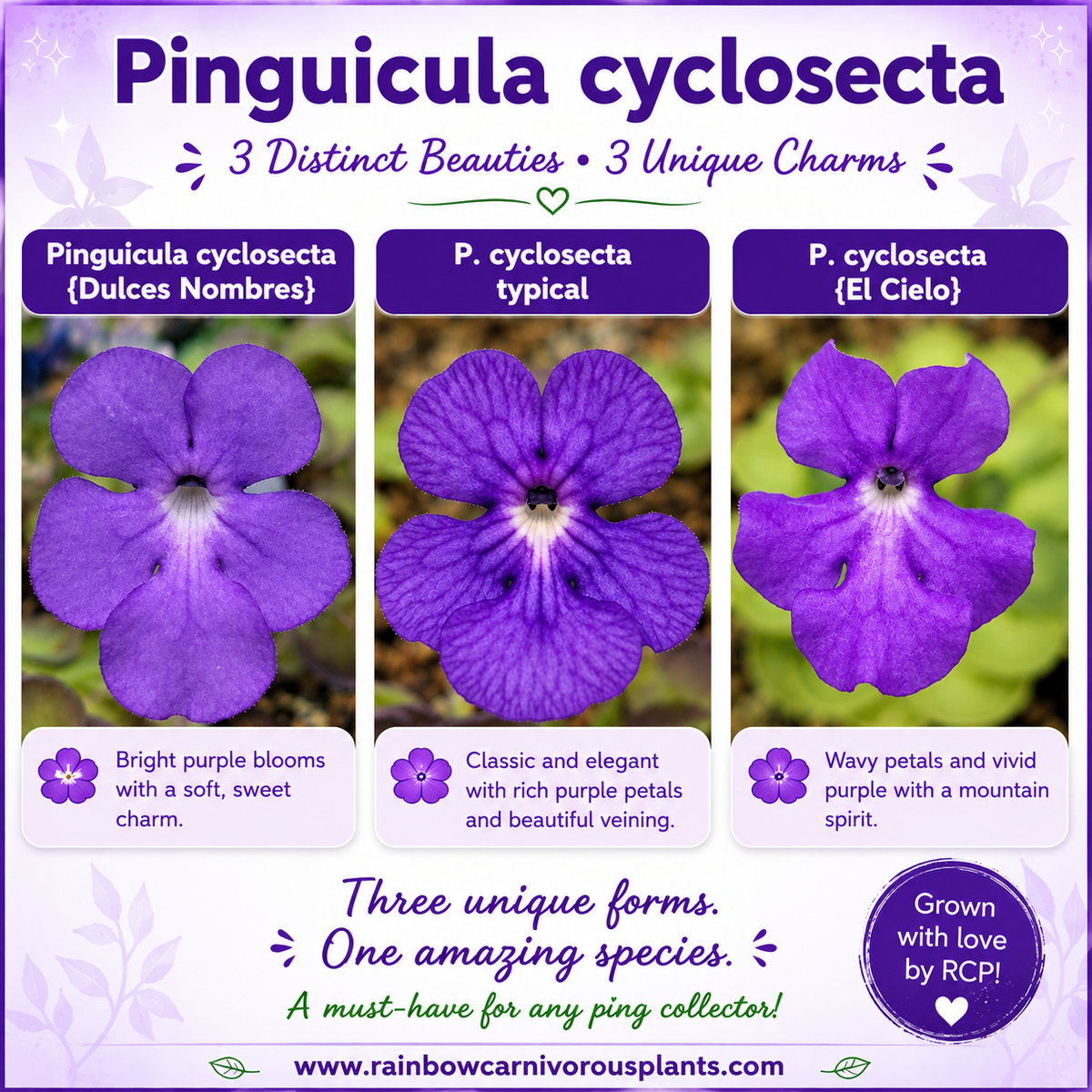 Pinguicula cyclosecta {Dulces Nombres, Nuevo León}