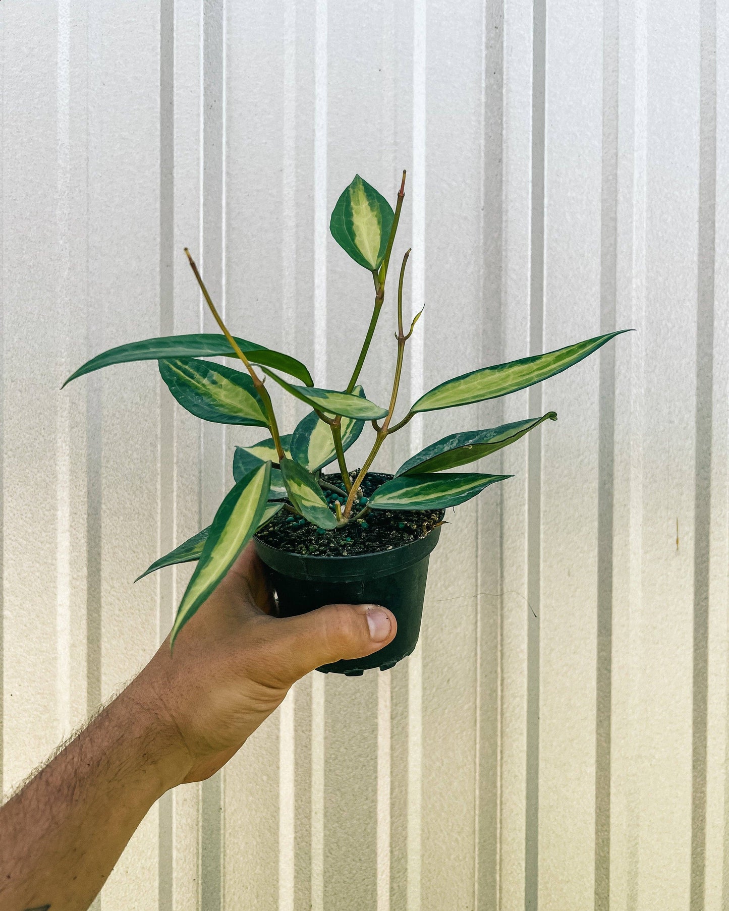 Hoya Macrophylla 'Pot of Gold' Variegated