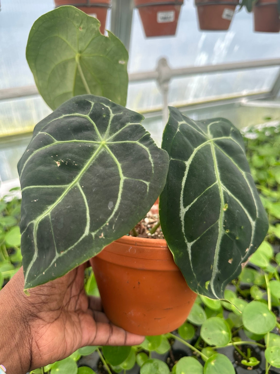 Anthurium Dark Velvet Hybrid NoID exact plant EC-04