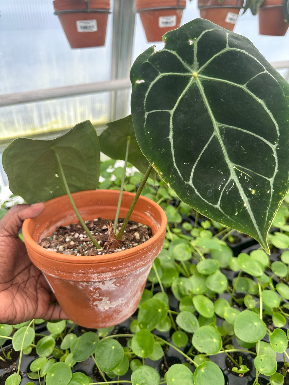 Anthurium Dark Velvet Hybrid NoID exact plant EC-04 foliage and pot