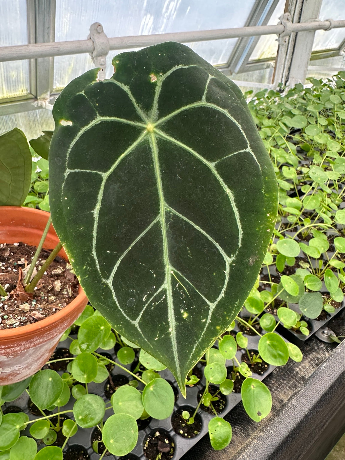 Close view of dark velvet Anthurium NoID EC-04 mature leaf