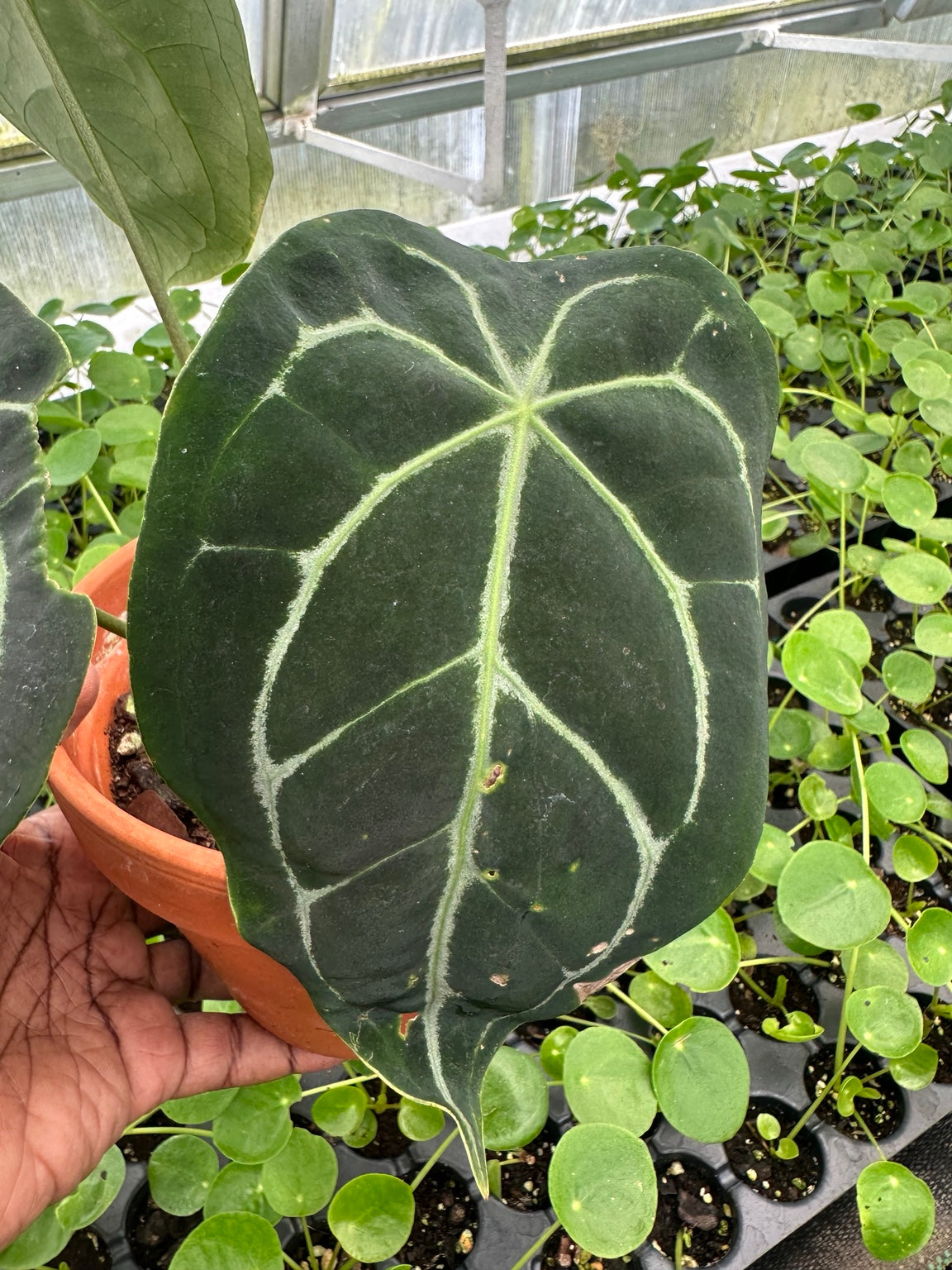Anthurium Dark Velvet Hybrid NoID EC-04 exact plant leaf condition