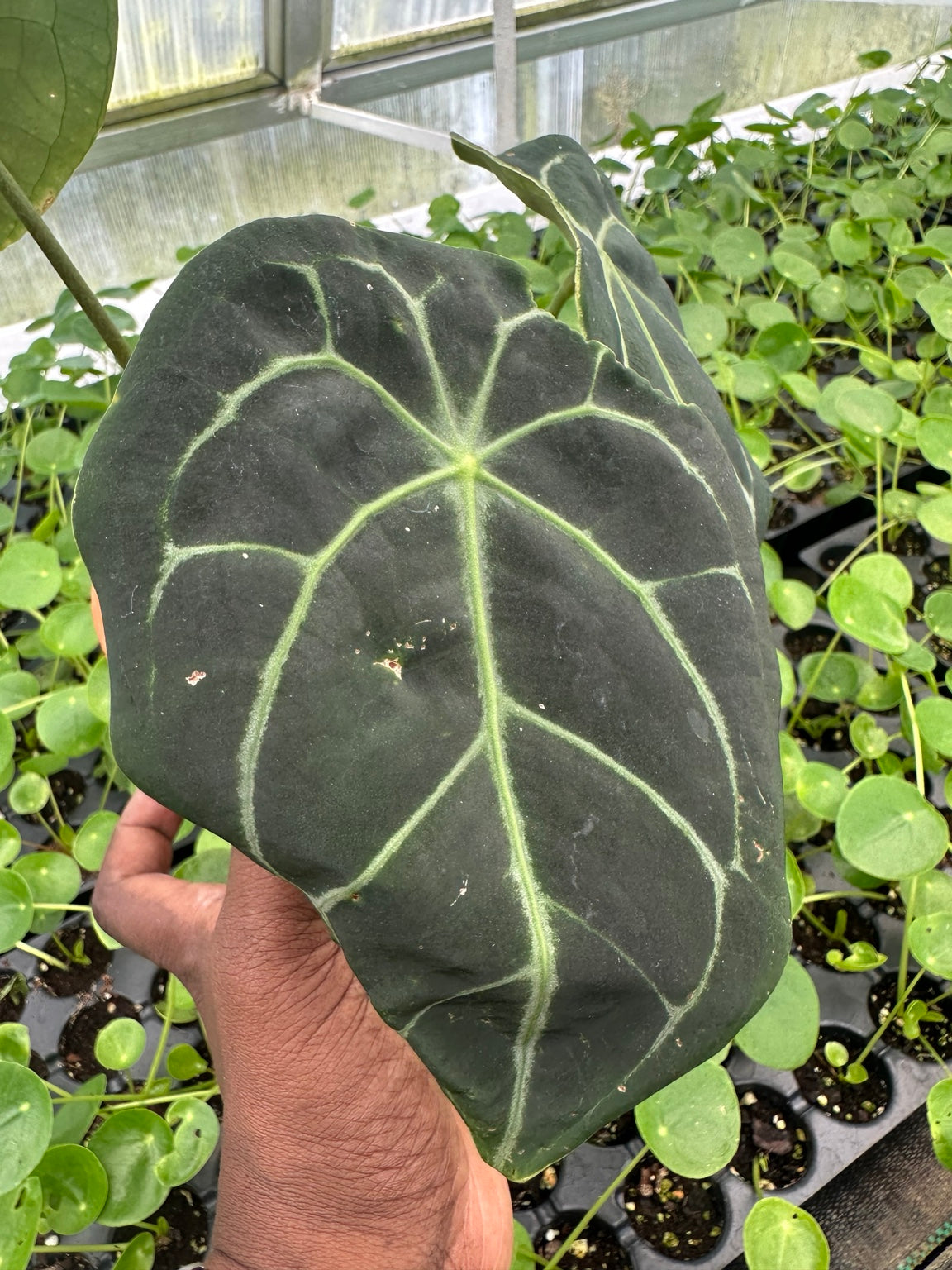 Anthurium Dark Velvet Hybrid NoID exact plant EC-04 mature foliage