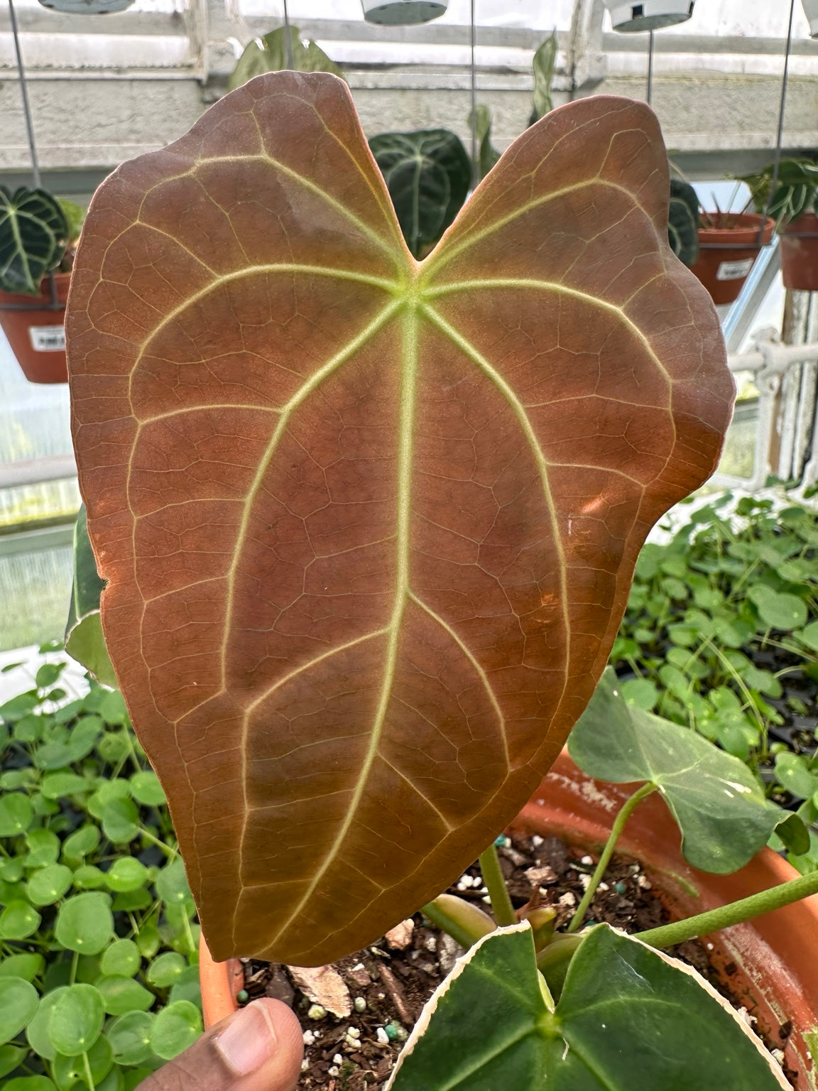 Anthurium Bronze Emergent Velvet Hybrid NoID exact plant EC-05 bronze emerging leaf