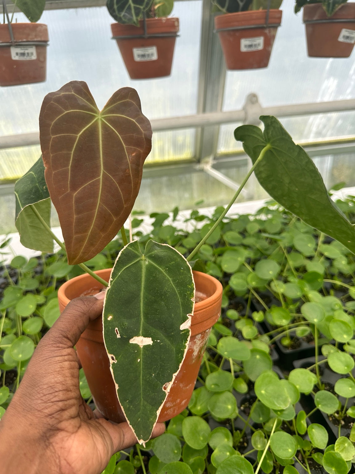 Anthurium Bronze Emergent Velvet Hybrid NoID exact plant EC-05 full plant