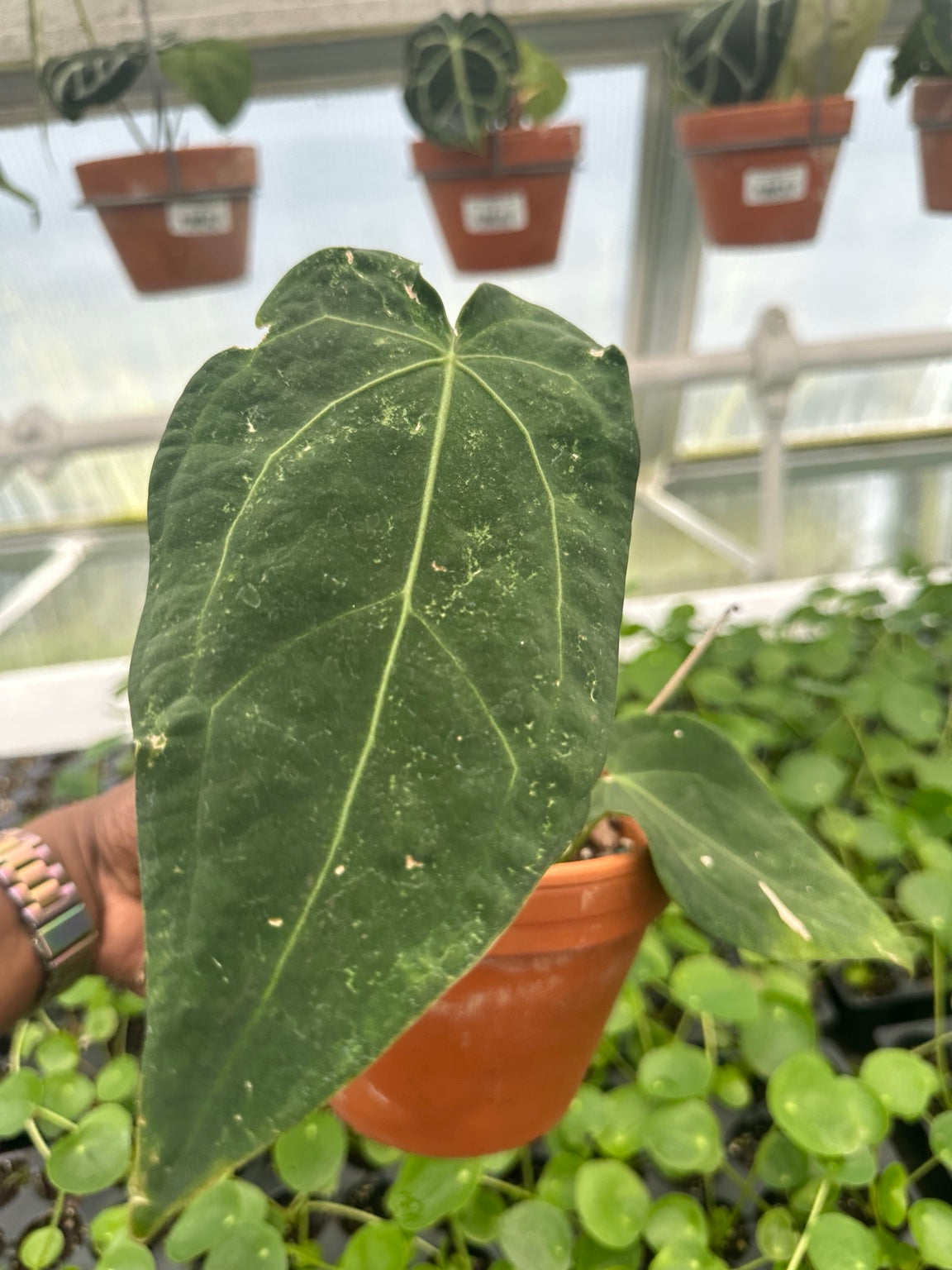 Anthurium Bronze Emergent Velvet Hybrid NoID exact plant EC-05 mature foliage
